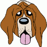 saint bernard dog head