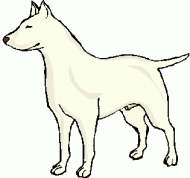 dog pitbull standing