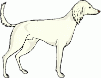 afghan dog standing