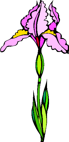 flower image 12