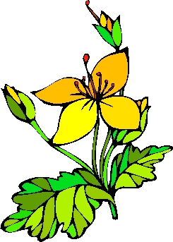 flower image 14
