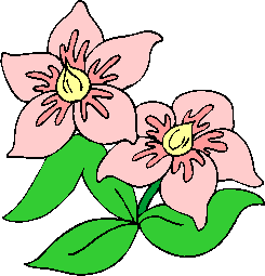 flower image 32