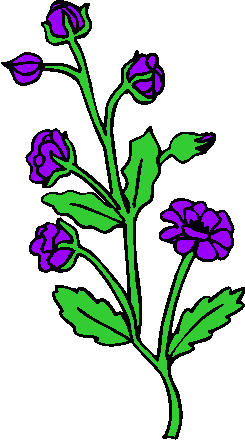 flower image 41
