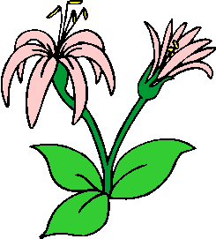 flower image 46