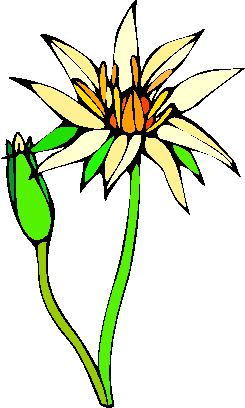 flower image 7