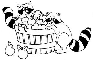 small racoons apple basket