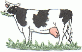 cow 1