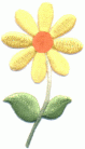 daisy 1 yellow