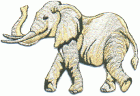 elephant A