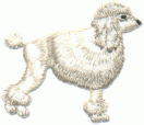 poodle 1